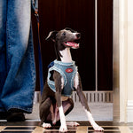 ZalloPaws Denim Pet Harness Set