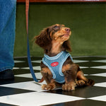 ZalloPaws Denim Pet Harness Set
