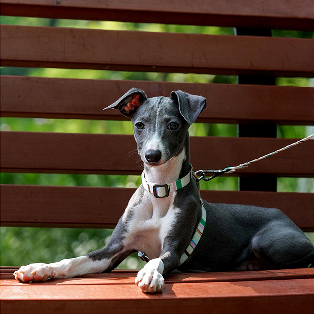Adjustable Anti-Escape Pet Harness & Leash Set