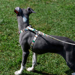 Adjustable Anti-Escape Pet Harness & Leash Set