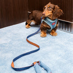 ZalloPaws Denim Pet Harness Set
