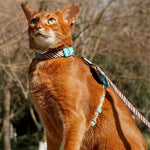 ZalloPaws Leather-Trimmed Anti-Escape Dog Harness & Leash Set