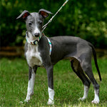 Adjustable Anti-Escape Pet Harness & Leash Set