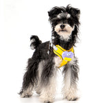 Cartoon Big Mouth Dog Harness Set