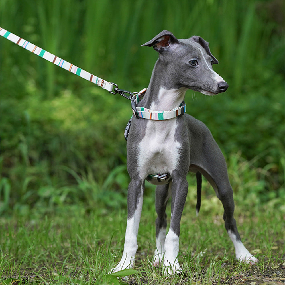 Adjustable Anti-Escape Pet Harness & Leash Set