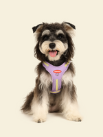 Rainbow Dog Harness Set