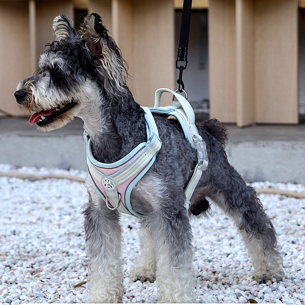 Gradient Candy Color Pet Harness
