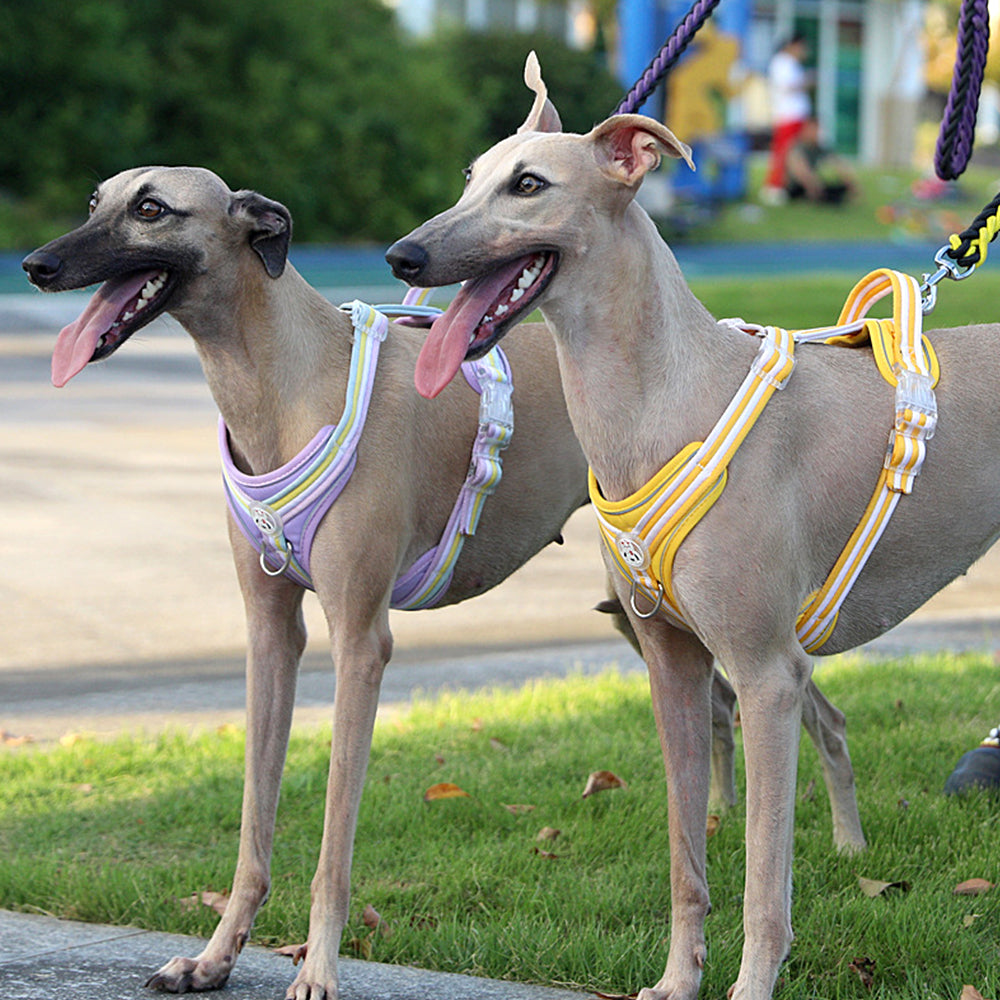 Gradient Candy Color Pet Harness