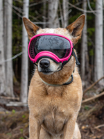 Goggles for Pets