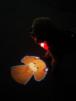 Pet Social Luminous Collar Light