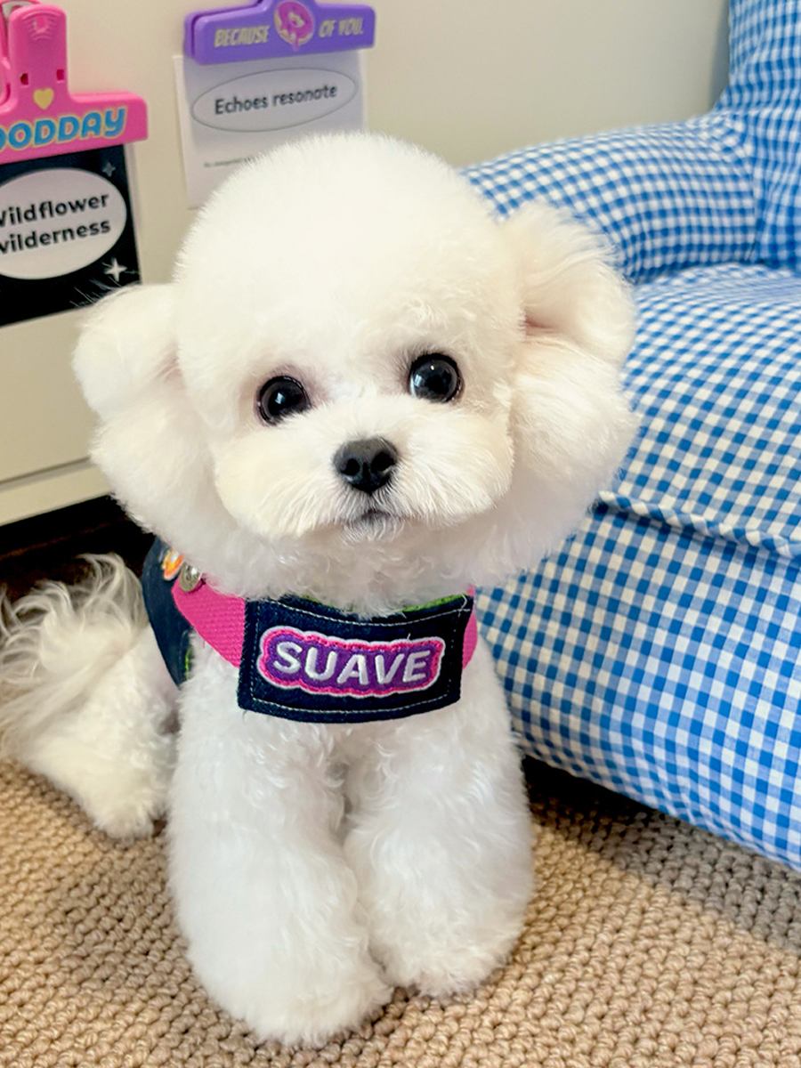 Denim Embroidered Dog Harness Set