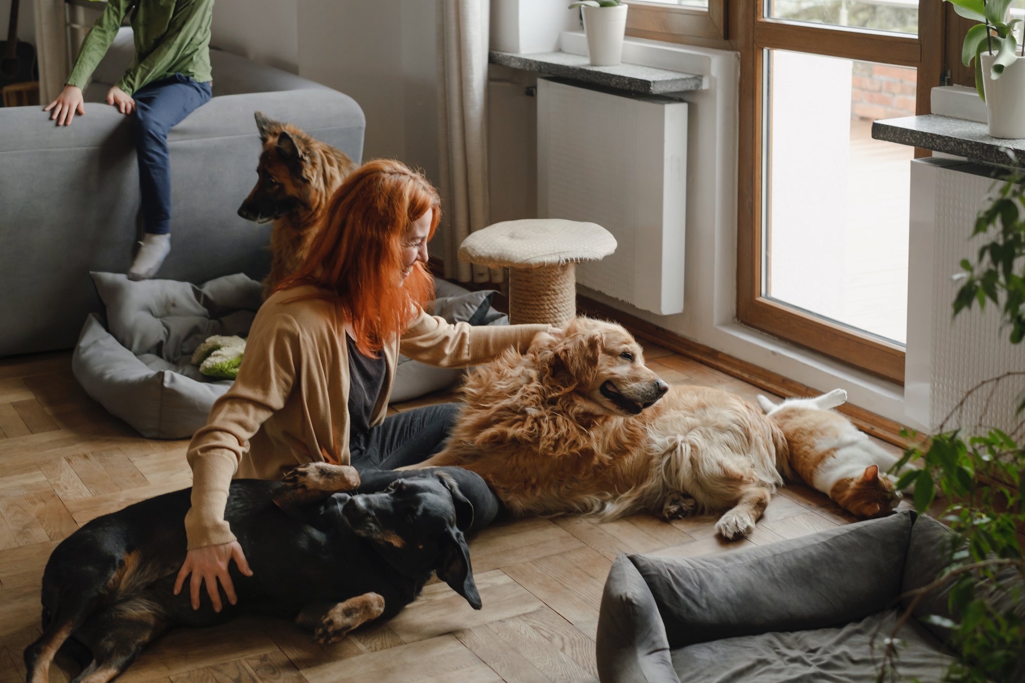 Global Pet Supplies Supplier Desktop